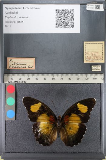 Media type: image;   Entomology 142626